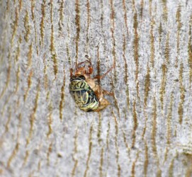 脱皮途中のツクツクボウシ