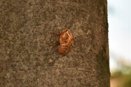 ツクツクボウシの抜け殻