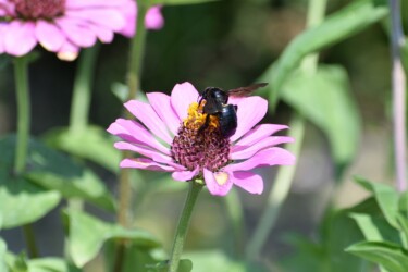 ヒャクニチソウを吸蜜するタイワンタケクマバチ
