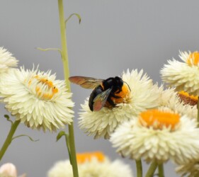 キク科を吸蜜するタイワンタケクマバチ