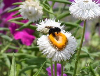 キク科を吸蜜するタイワンタケクマバチ
