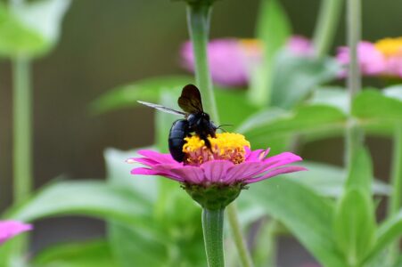 ヒャクニチソウの吸蜜中