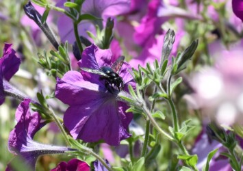 ペチュニアの吸蜜中
