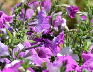 ペチュニアの吸蜜中