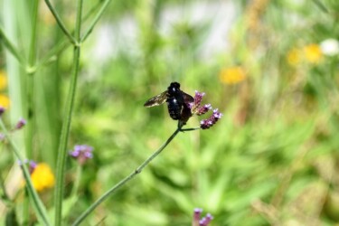 アレチハナガサの吸蜜中