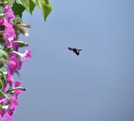 飛翔中のタイワンタケクマバチ
