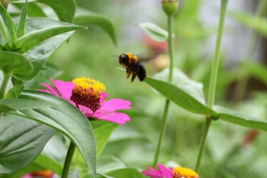 ヒャクニチソウの吸蜜をするキムネクマバチ(在来種)
