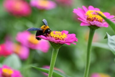 ヒャクニチソウの吸蜜をするキムネクマバチ(在来種)