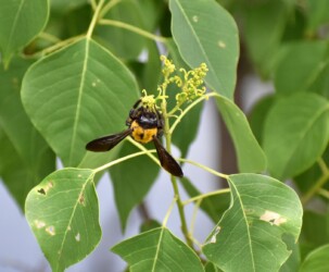 ナンキンハゼの吸蜜中