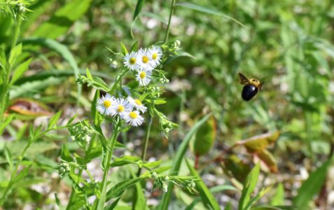 ヒメジョオンの近くを飛翔中のキムネクマバチ(在来種)
