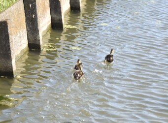 逃げ惑うカルガモのヒナ
