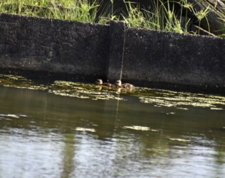 逃げ惑うカルガモのヒナ