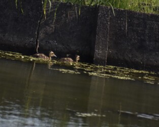 逃げ惑うカルガモのヒナ