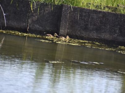 逃げ惑うカルガモのヒナ