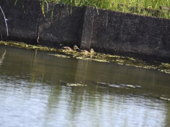 逃げ惑うカルガモのヒナ