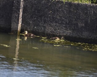 逃げ惑うカルガモのヒナ