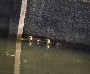 逃げ惑うカルガモのヒナ