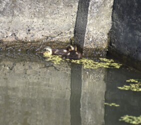 逃げ惑うカルガモのヒナ