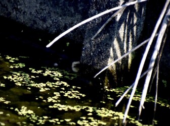 柱の脇にいたヒナ