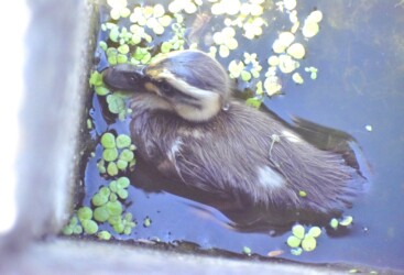 柱の脇にいたヒナ