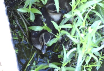 叢に固まって動かないヒナたち