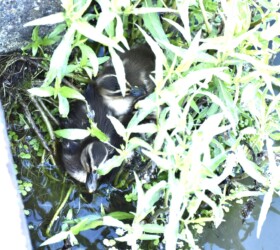 叢に固まって動かないヒナたち