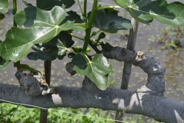 福原輪中のイチジク