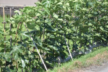 福原輪中のイチジク