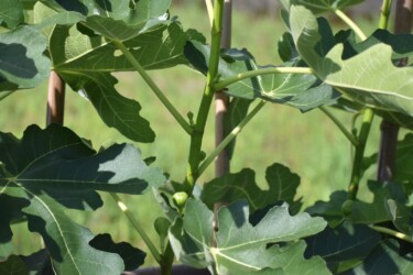 福原輪中のイチジク