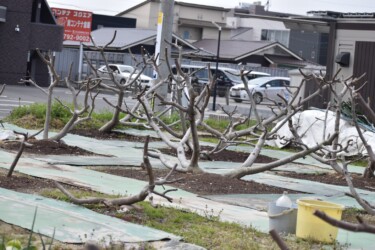 イチジク畑の木と芽