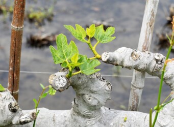 イチジク畑の木と芽