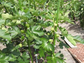 蟹江周辺のイチジク