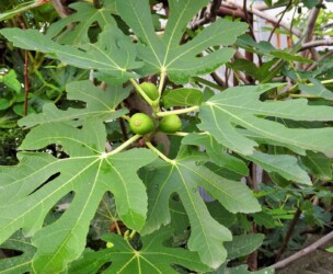 蟹江周辺のイチジク