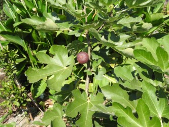 蟹江周辺のイチジク