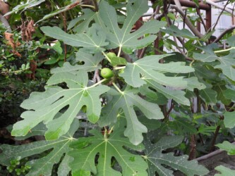 蟹江周辺のイチジク