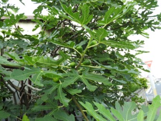 蟹江周辺のイチジク