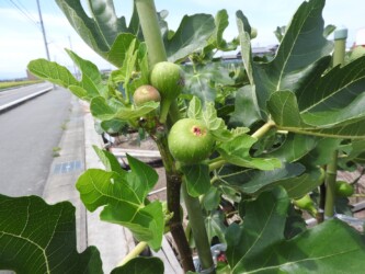 蟹江周辺のイチジク