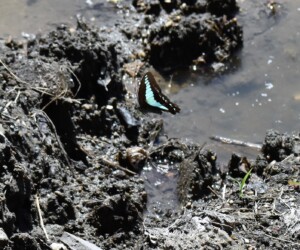 田んぼの泥で吸水する