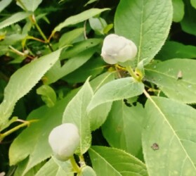 タマアジサイのツボミ(写真提供 K.Hさん)