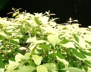 タマアジサイのツボミ(写真提供 K.Hさん)