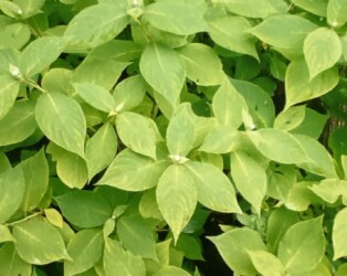 タマアジサイのツボミ(写真提供 K.Hさん)