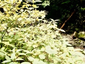 タマアジサイのツボミ(写真提供 K.Hさん)