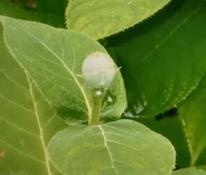 タマアジサイのツボミ(写真提供 K.Hさん)