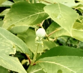 タマアジサイのツボミ(写真提供 K.Hさん)