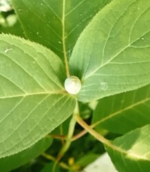 タマアジサイのツボミ(写真提供 K.Hさん)