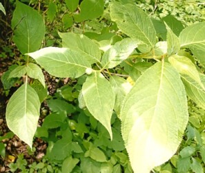 タマアジサイのツボミ(写真提供 K.Hさん)