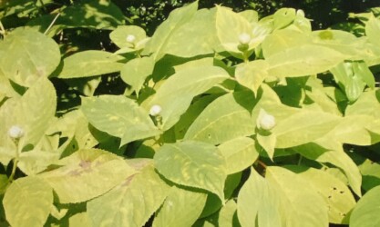 タマアジサイのツボミ(写真提供 K.Hさん)