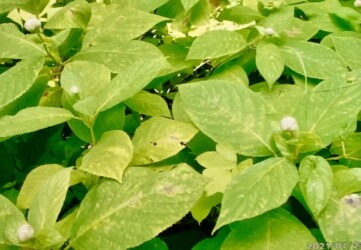 タマアジサイのツボミ(写真提供 K.Hさん)