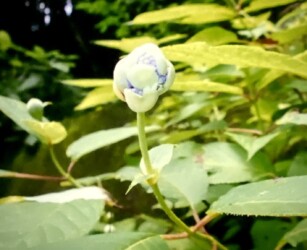 開きかかったツボミ(写真提供 K.Hさん)