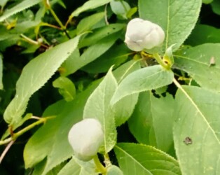 開きかかったツボミ(写真提供 K.Hさん)